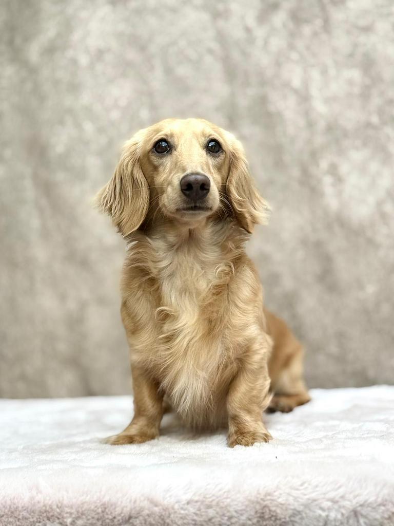 Cream teckel Dekreu, Dieren en Toebehoren, Honden | Retrievers, Spaniëls en Waterhonden, Reu, Overige rassen, Fokker | Professioneel