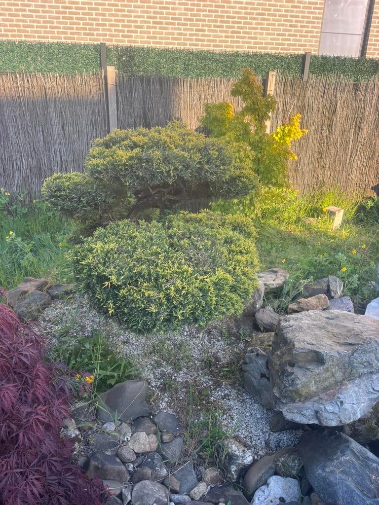 Tuinbonsai, Ophalen