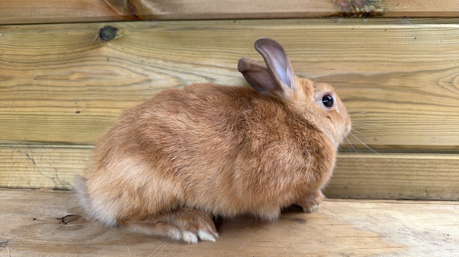 Kleurdwerg ram, Mannelijk, Dwerg, 0 tot 2 jaar