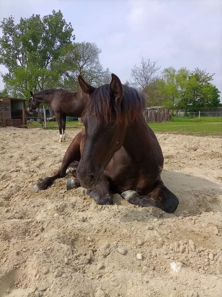 HOOI LEVERANCIER GEZOCHT, Dieren en Toebehoren, Ophalen of Verzenden