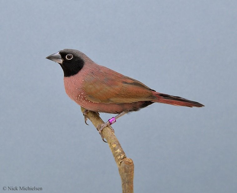 wijnrode amaranten, Dieren en Toebehoren, Vogels | Overige Vogels, Mannelijk, Tropenvogel