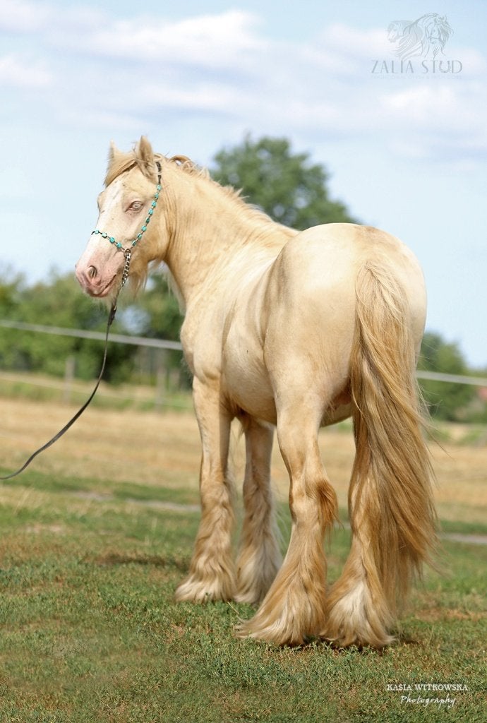 Top class Irish/Gypsy Cob SMOKY CREAM 2-YEAR-OLD STALLION, Étalon, Avec pedigree, 0 à 2 ans