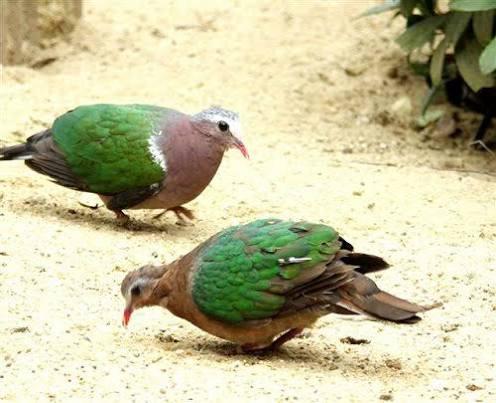 Gezocht; koppel groenvleugelduiven, Dieren en Toebehoren, Vogels | Overige Vogels, Meerdere dieren, Tropenvogel