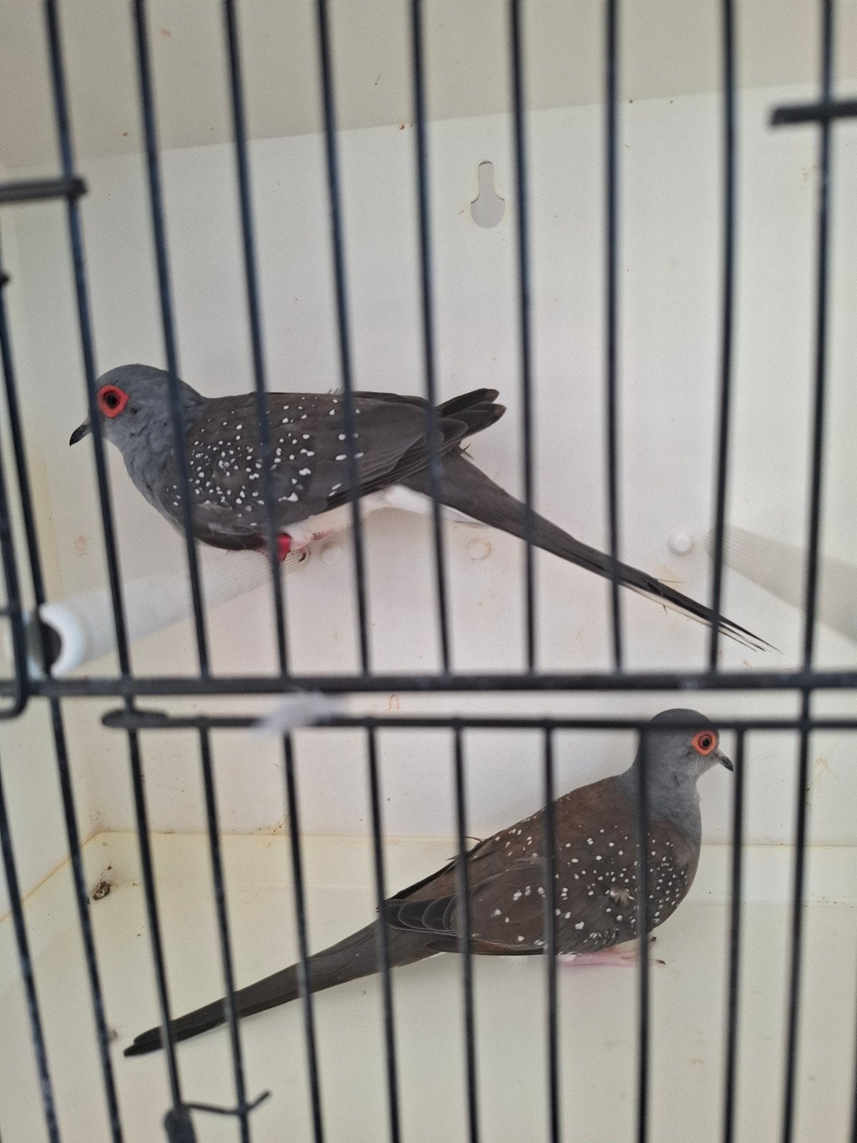 koppel diamantduifjes, Dieren en Toebehoren, Vogels | Overige Vogels