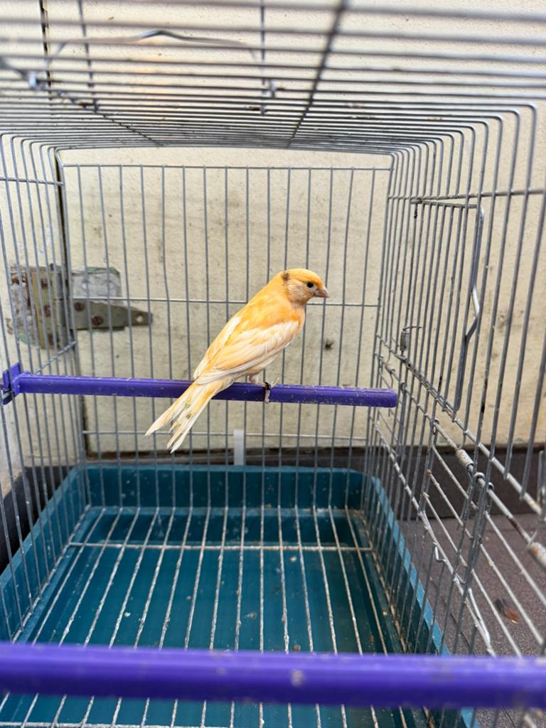 Canaris femelle 2025, Animaux & Accessoires