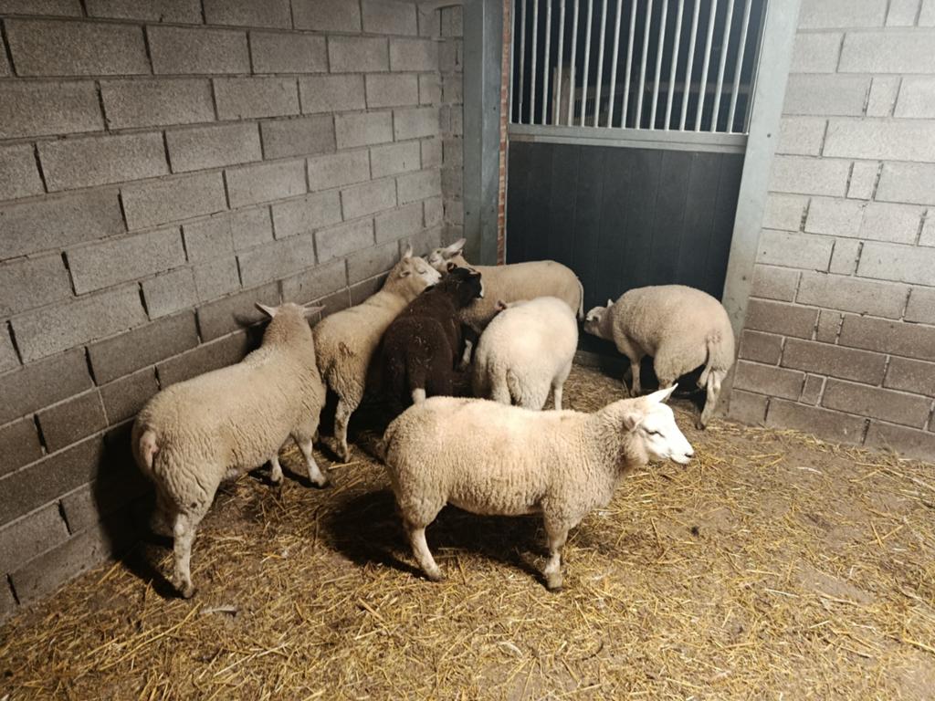 ram en ooilammeren, Dieren en Toebehoren, Schapen, Geiten en Varkens