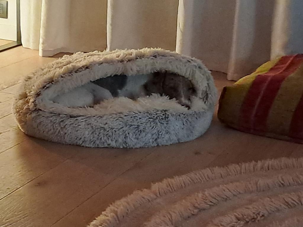 Hondenmand, Dieren en Toebehoren, Ophalen