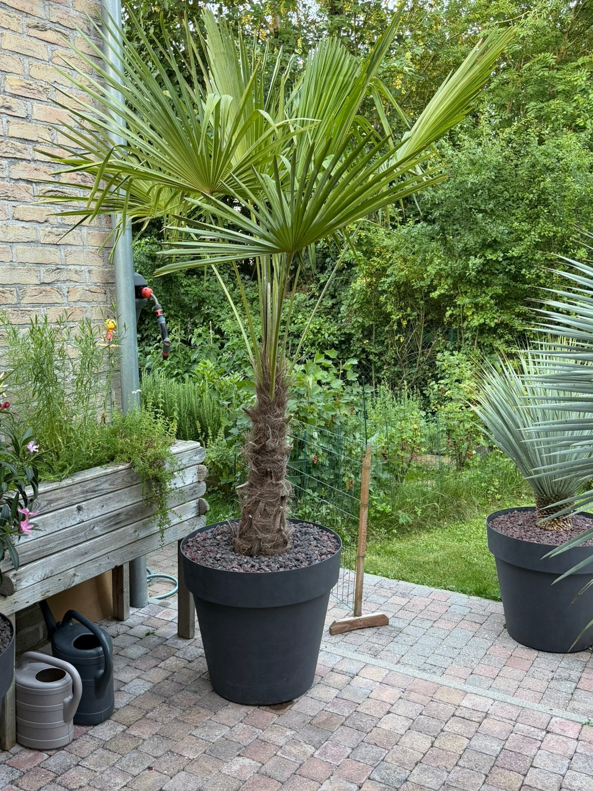 Palmier Trachycarpus Fortunei, Enlèvement, En pot, Palmier
