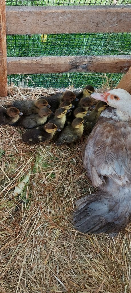 Nest barberie met moeder eend, Canard