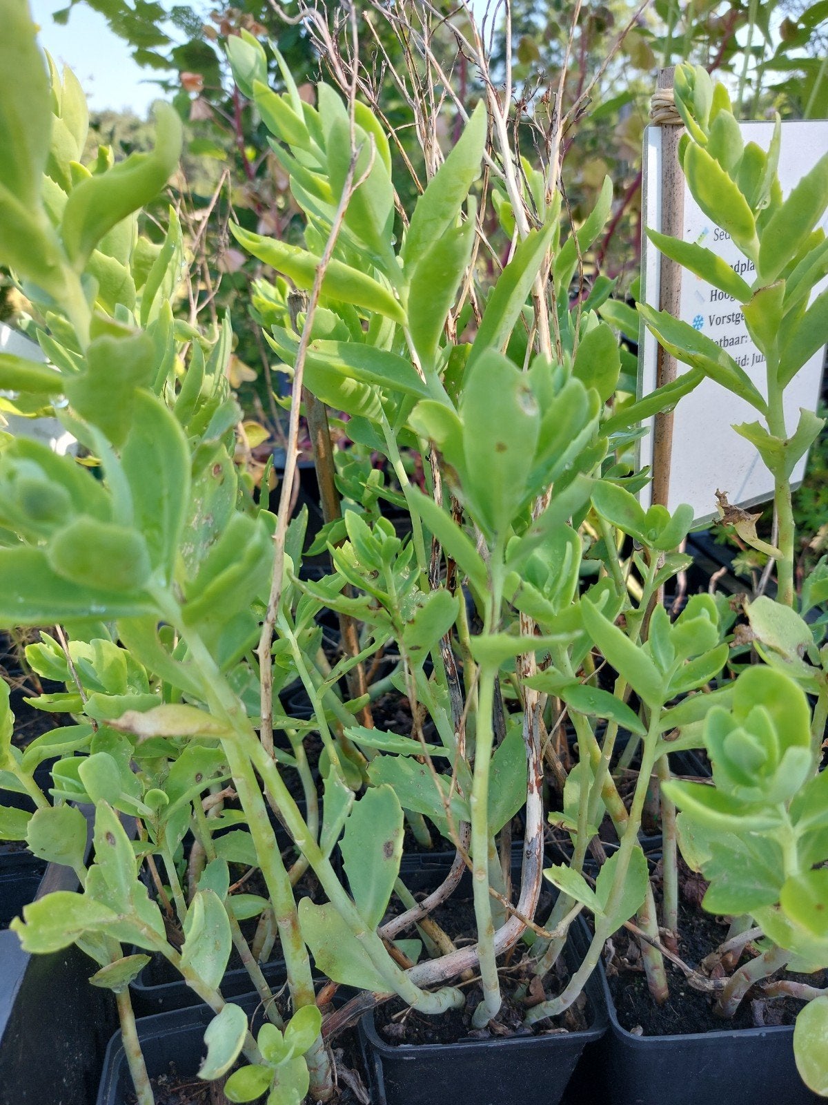 Sedum p9, Tuin en Terras, Planten | Tuinplanten, Ophalen