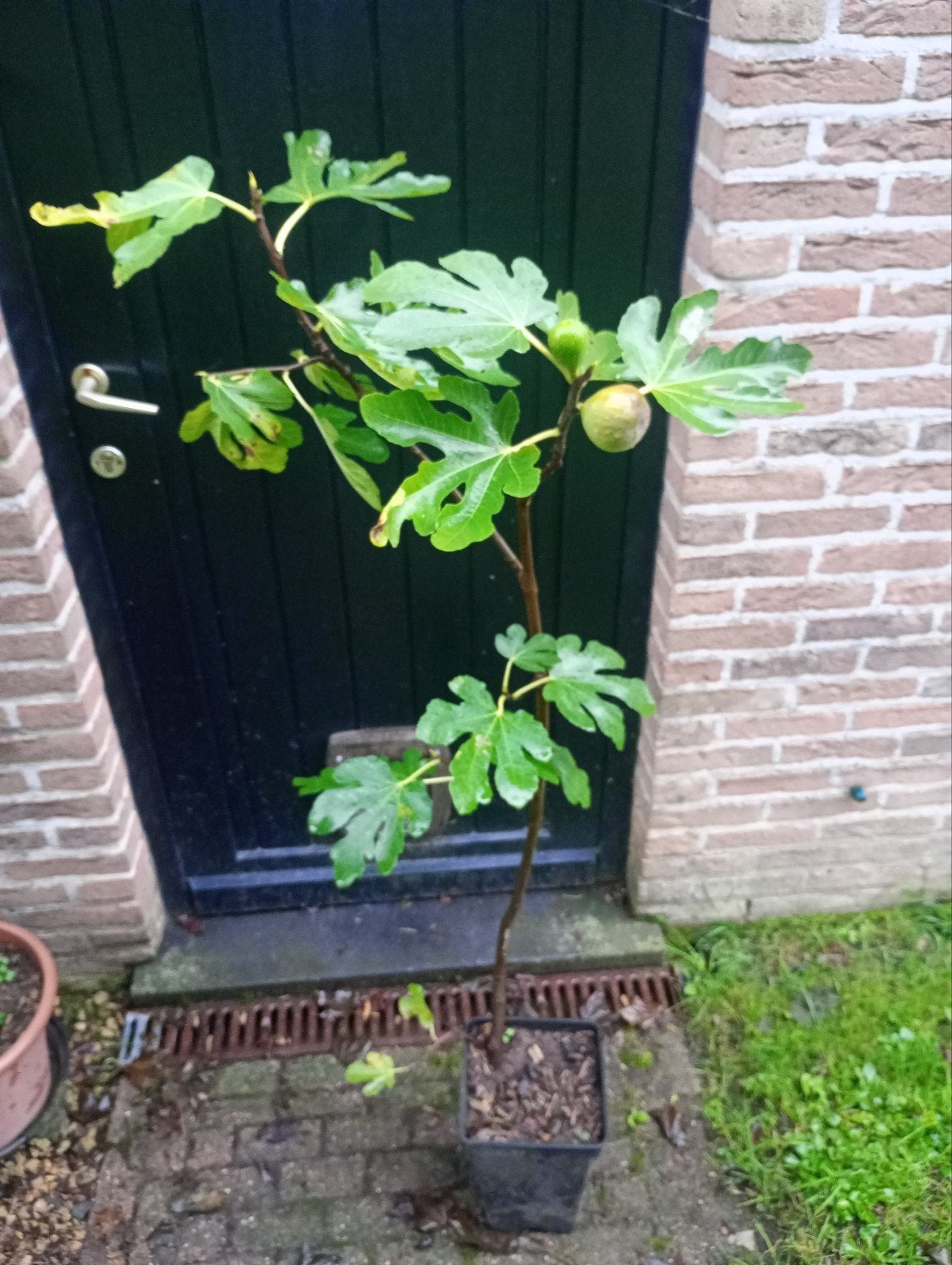 vijgenboom te koop, Tuin en Terras, Ophalen, 100 tot 250 cm, Vijgenboom