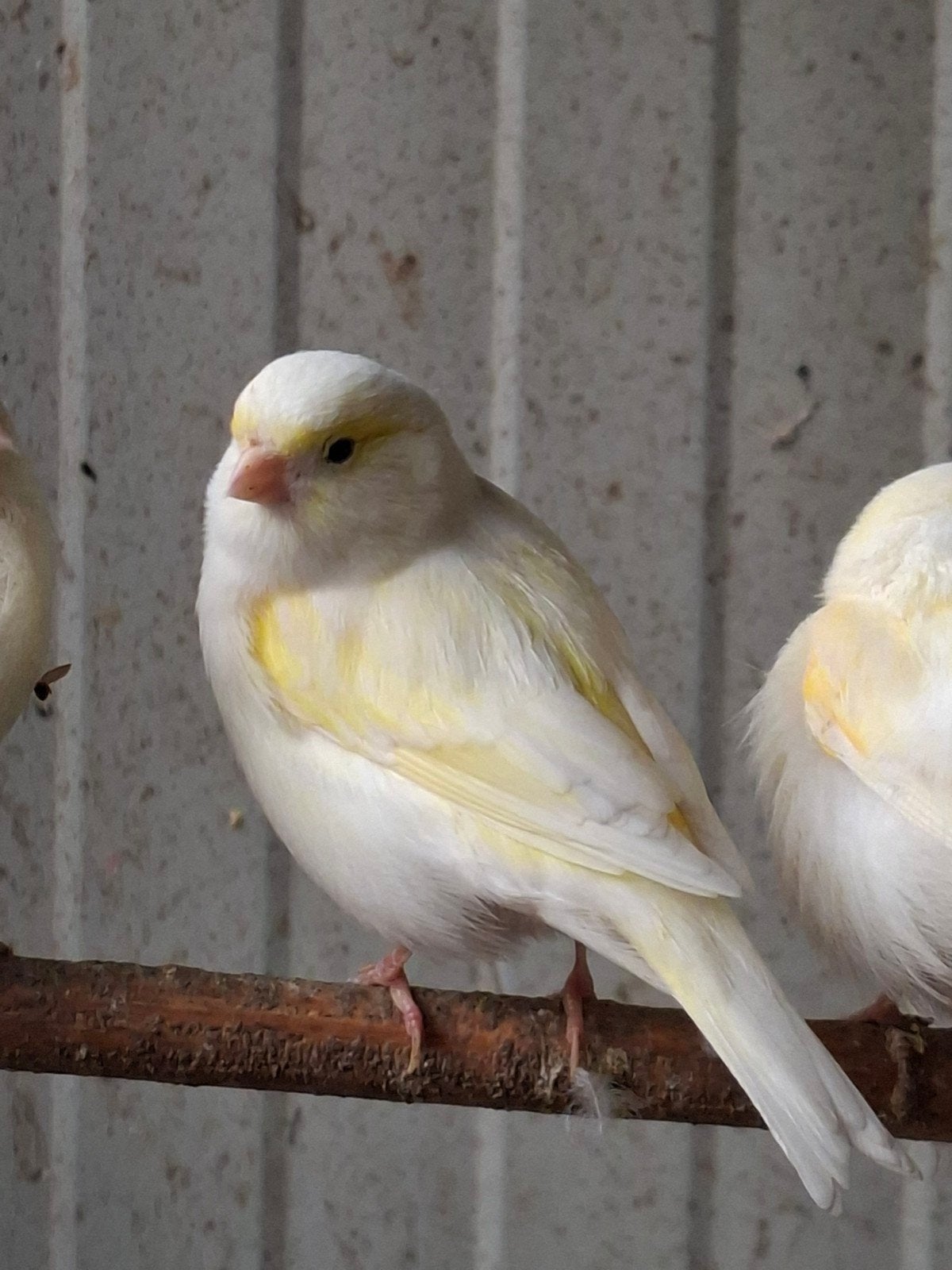 kanaries geel mozaik  15 euro stuk, Dieren en Toebehoren