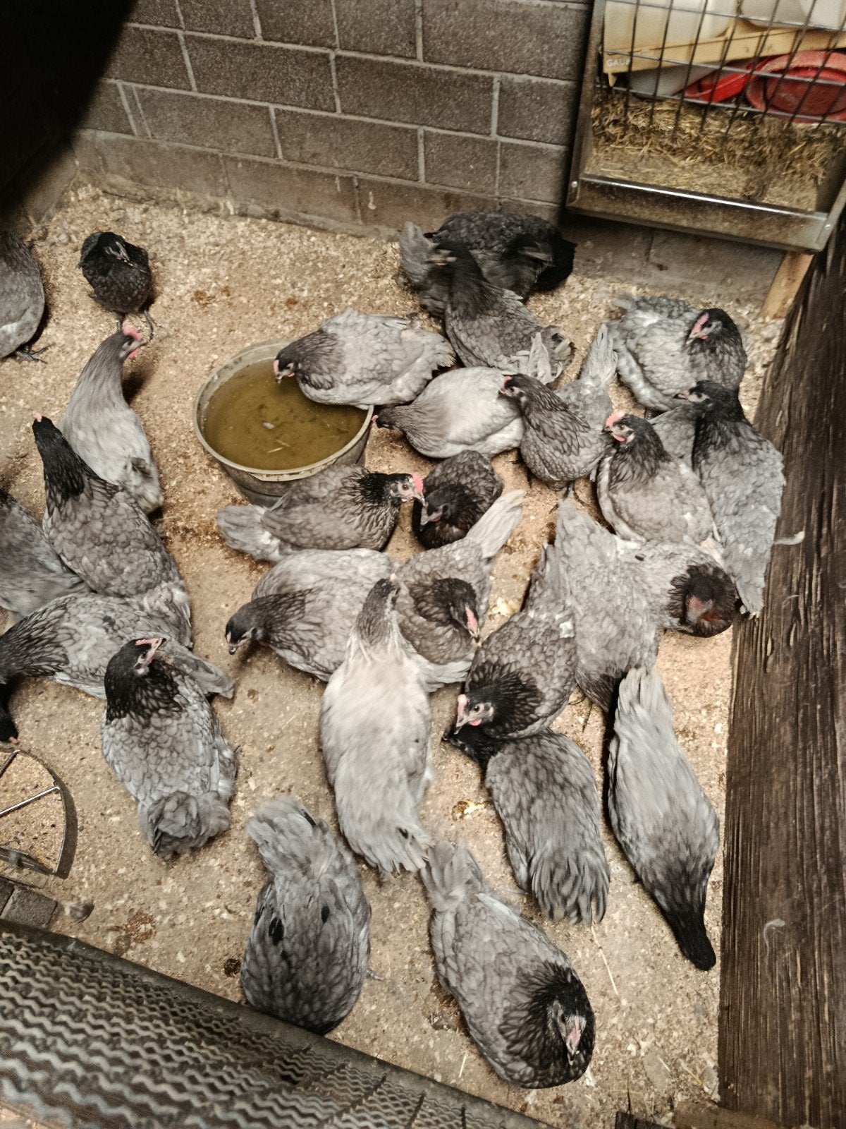 mooie bleu de landes legklaar, Dieren en Toebehoren, Kip