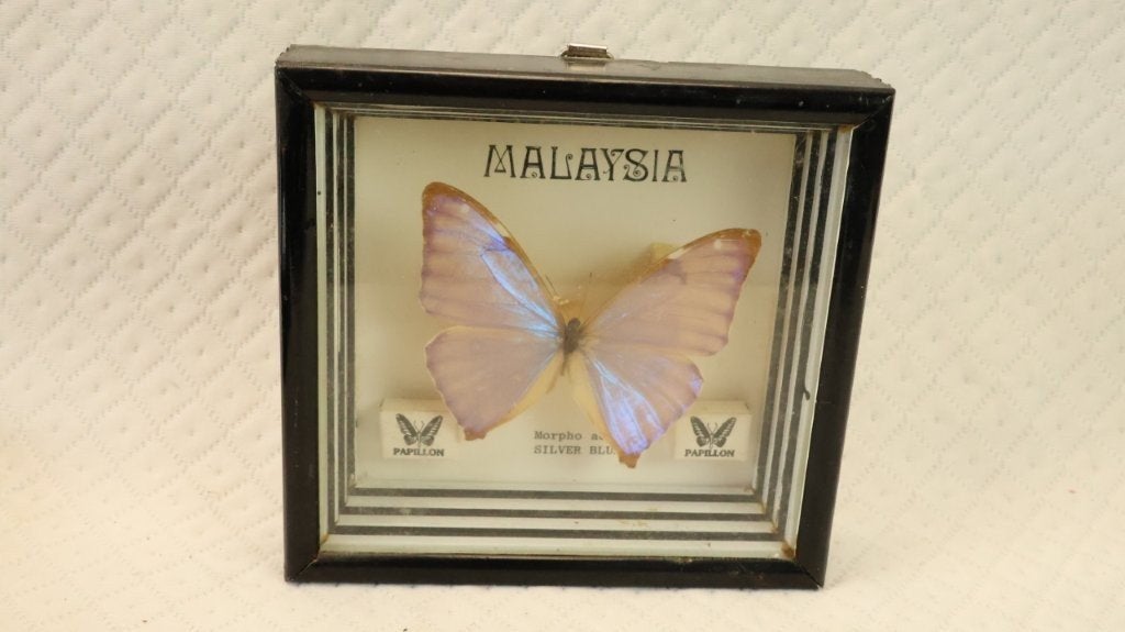 Taxidermie - Vlinder Morpho eag zilver blauw, Verzamelen, Ophalen of Verzenden, Gebruikt, Insect, Opgezet dier