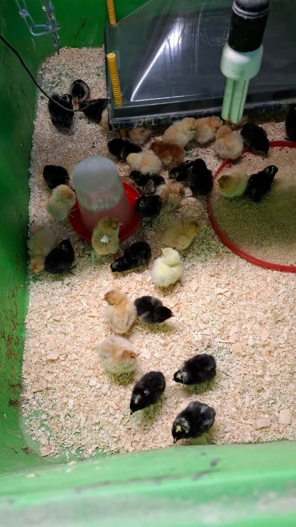 Eendags kuikens, Dieren en Toebehoren