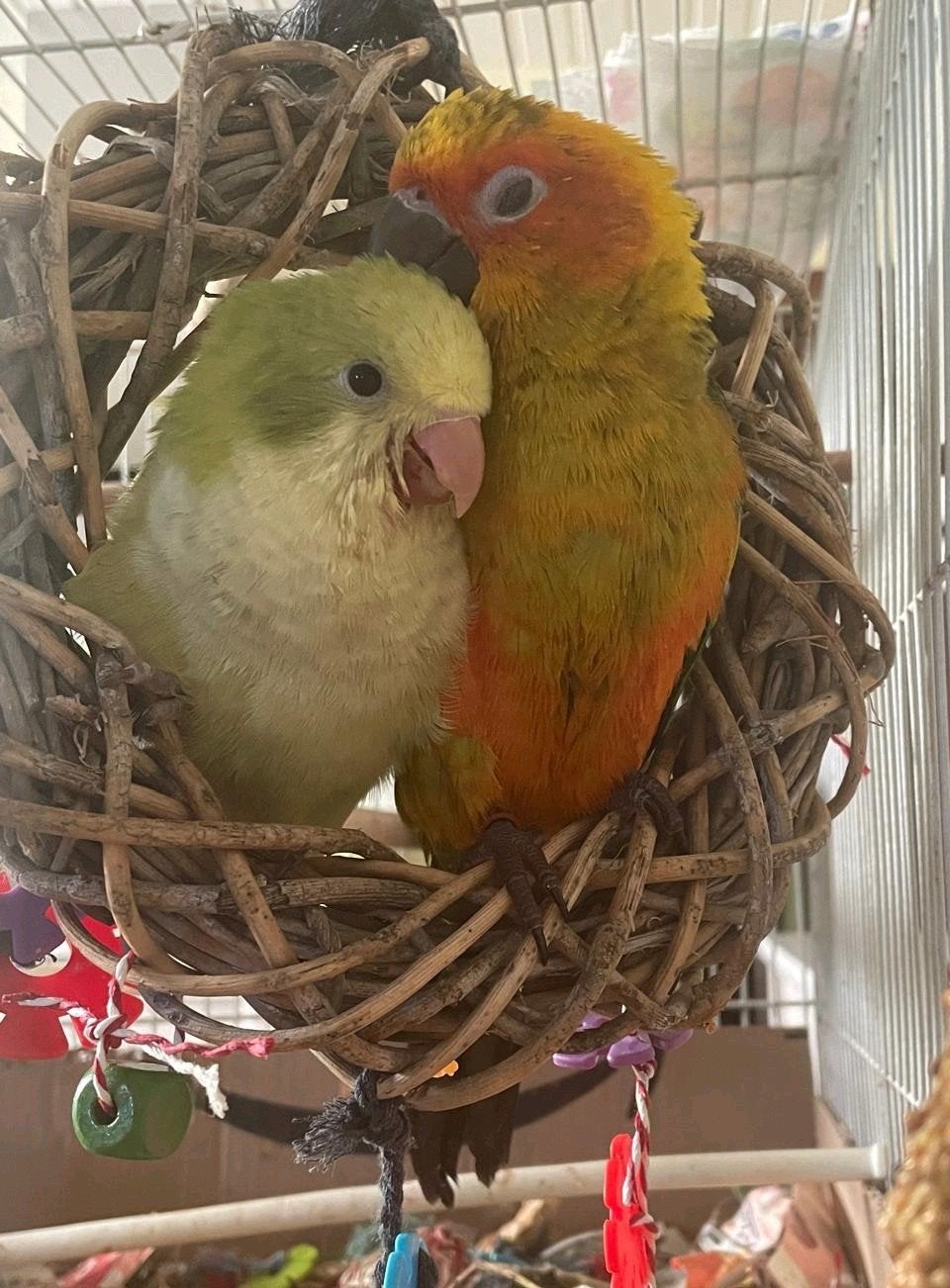 conures apprivoisés, Bagué