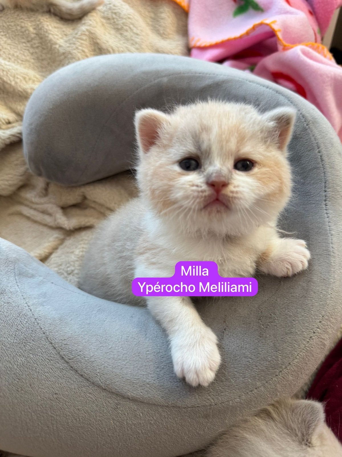 British shorthair, Plusieurs animaux, Avec pedigree, 0 à 2 ans