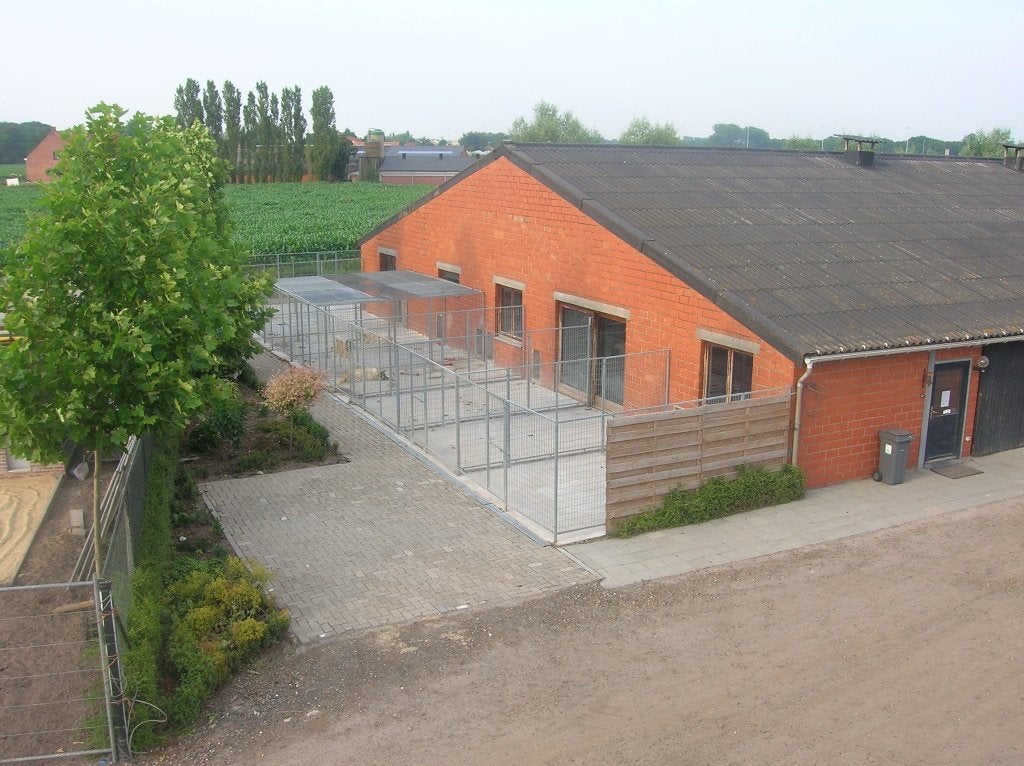 honden en kattenopvang, Diensten en Vakmensen, Dieren | Honden | Verzorging, Oppas en Les, Pension of Dagopvang