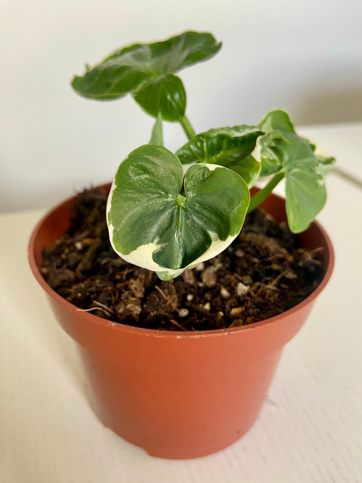 Alocasia mickey mousse, Huis en Inrichting, Ophalen
