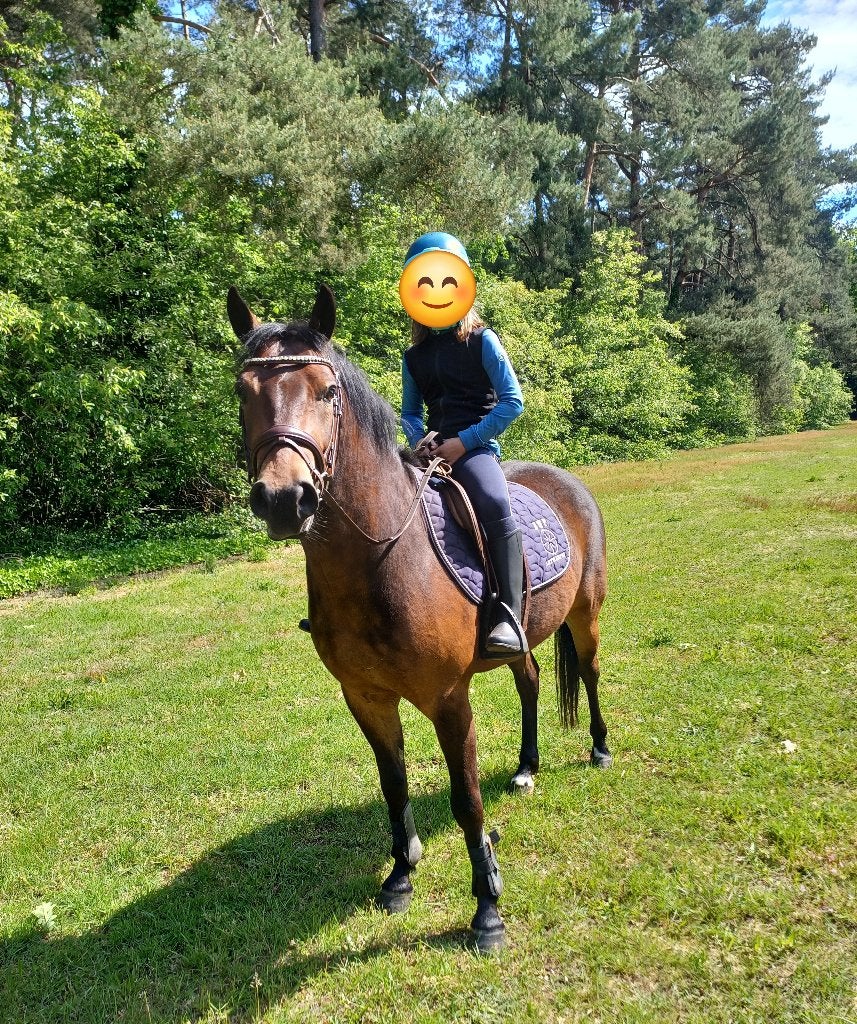 4 jarige (sport) pony, Ruin, Springpony, 3 tot 6 jaar, C pony (1.27m tot 1.37m)