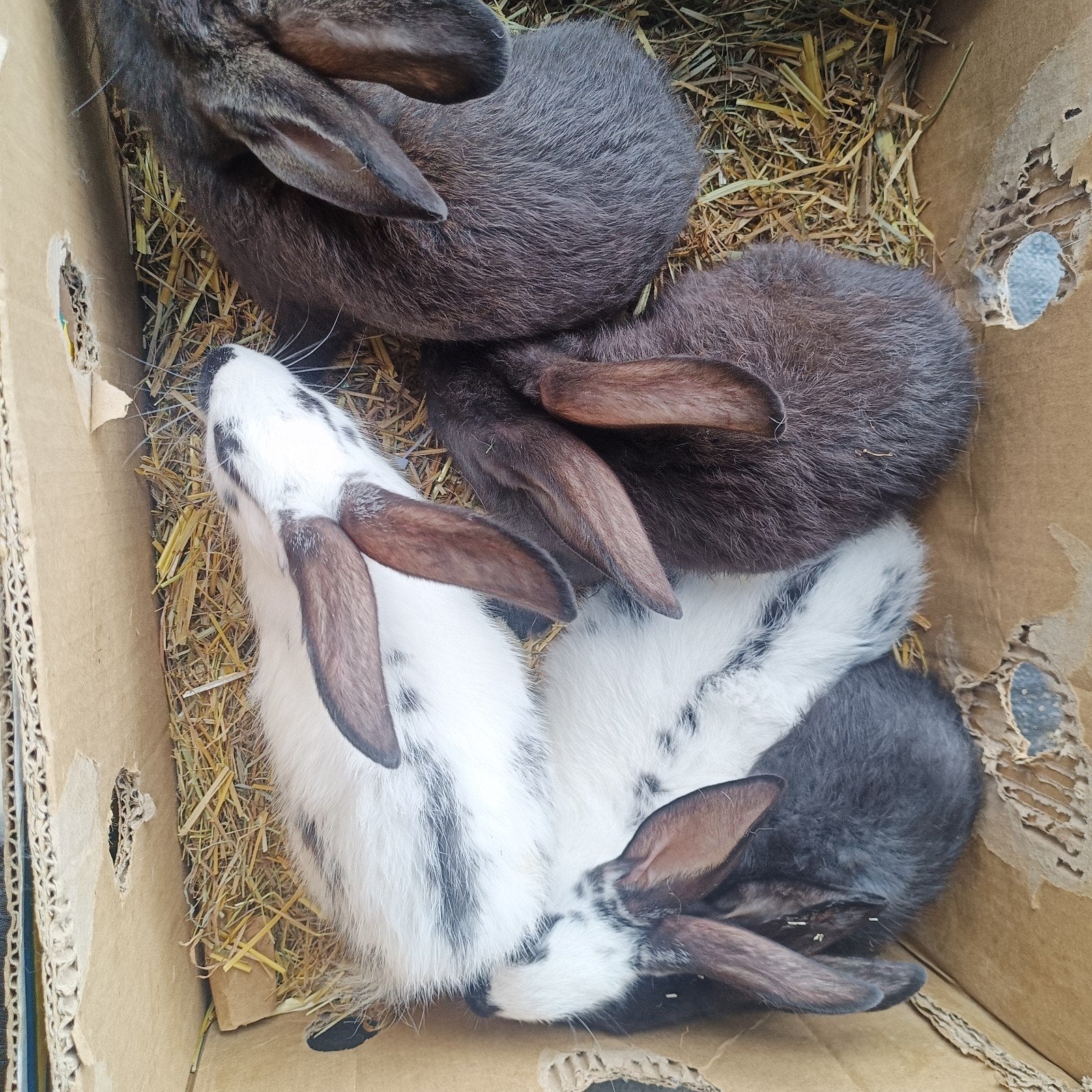 Mooi F1 konijnen fok dieren, Dieren en Toebehoren, Konijnen, Meerdere dieren, Groot, 0 tot 2 jaar