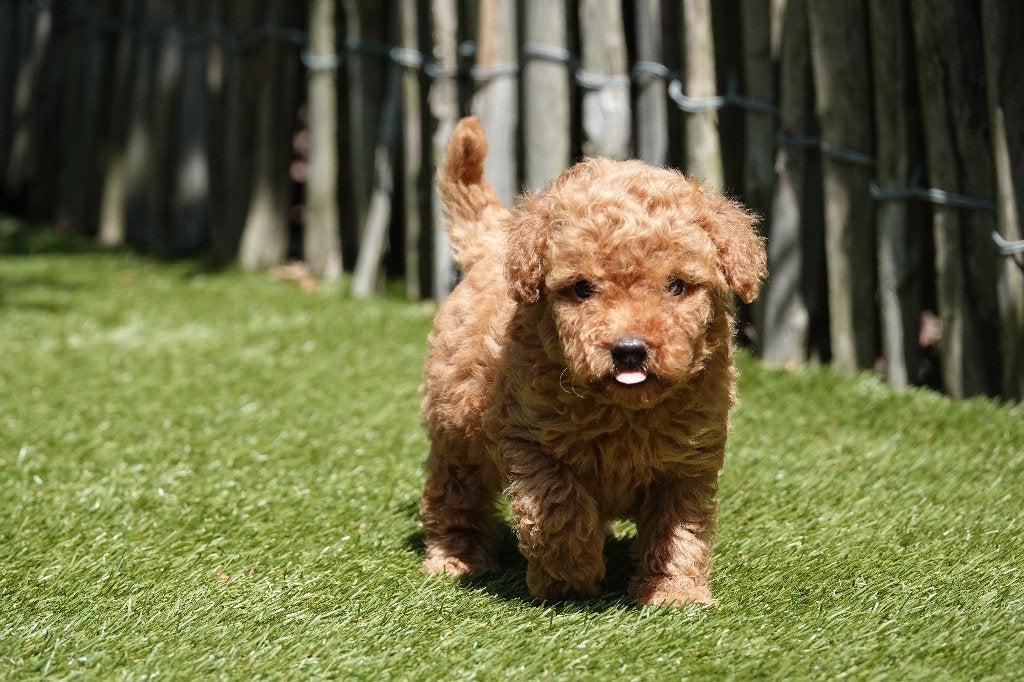 Magnifiques chiots caniches nains abricots, avec pedigree, Caniche, Plusieurs, Hépatite contagieuse (maladie de Rubarth), Belgique