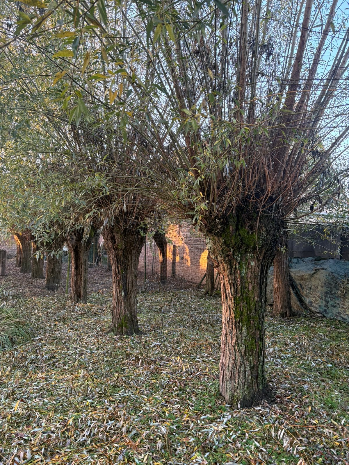 Gratis wilgen hout van 9 bomen (m2458949267) — Planten | Bomen — 2dehands