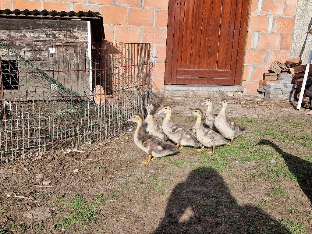 Barbarie eendekuikens, Meerdere dieren, Eend
