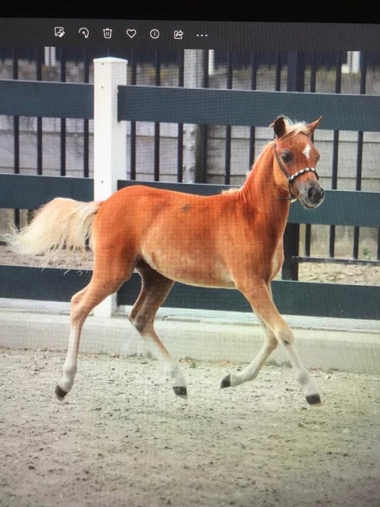 Nmprs 3 jarige merrie, Dieren en Toebehoren, Merrie