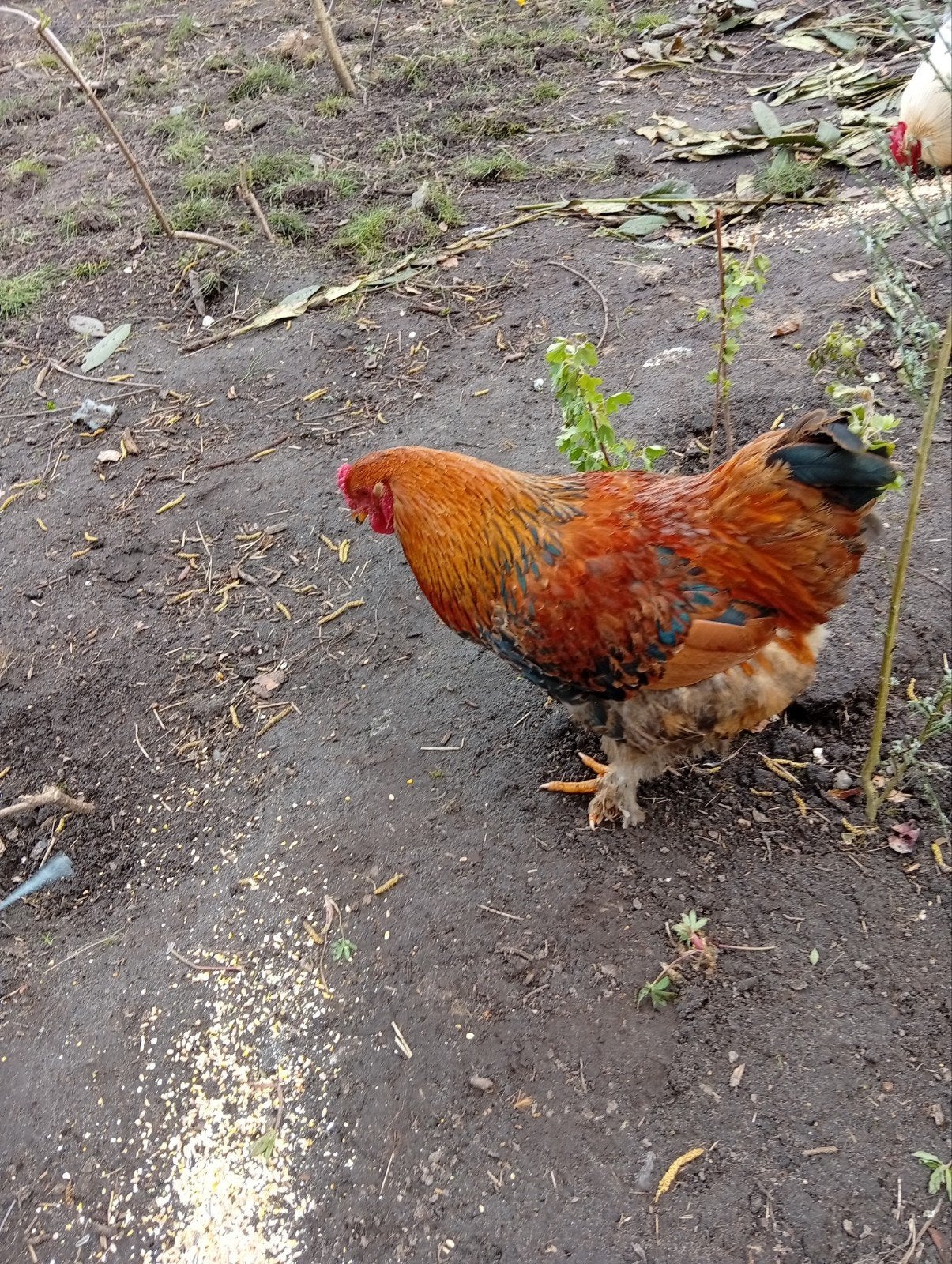 Hanen, Dieren en Toebehoren, Pluimvee