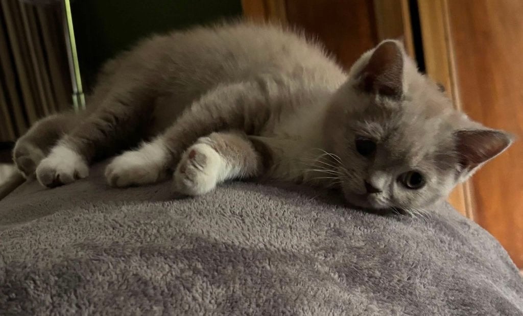 Chatons britanniques à poil court, Plusieurs animaux, Avec puce électronique, 0 à 2 ans