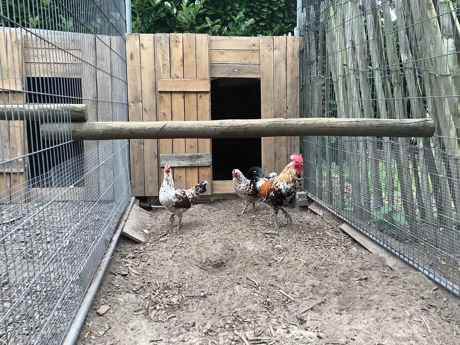 Ayam Ketawa ( lachkip of lachhoen ), Dieren en Toebehoren