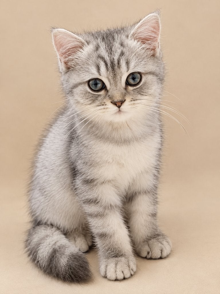 Brits Korthaar kittens zoekt een gouden mandje, Dieren en Toebehoren, Meerdere dieren, Met stamboom, 0 tot 2 jaar