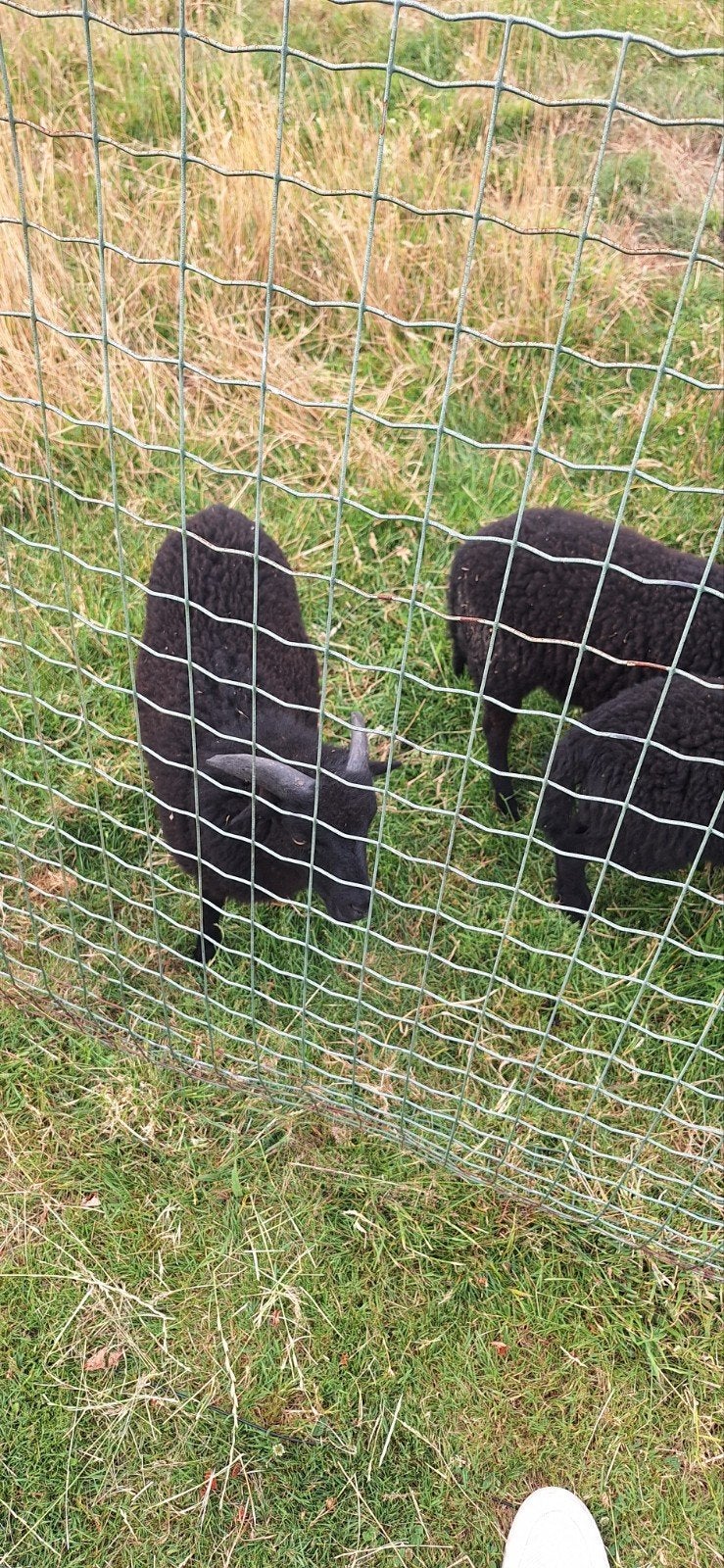 ouessant bokje, Dieren en Toebehoren