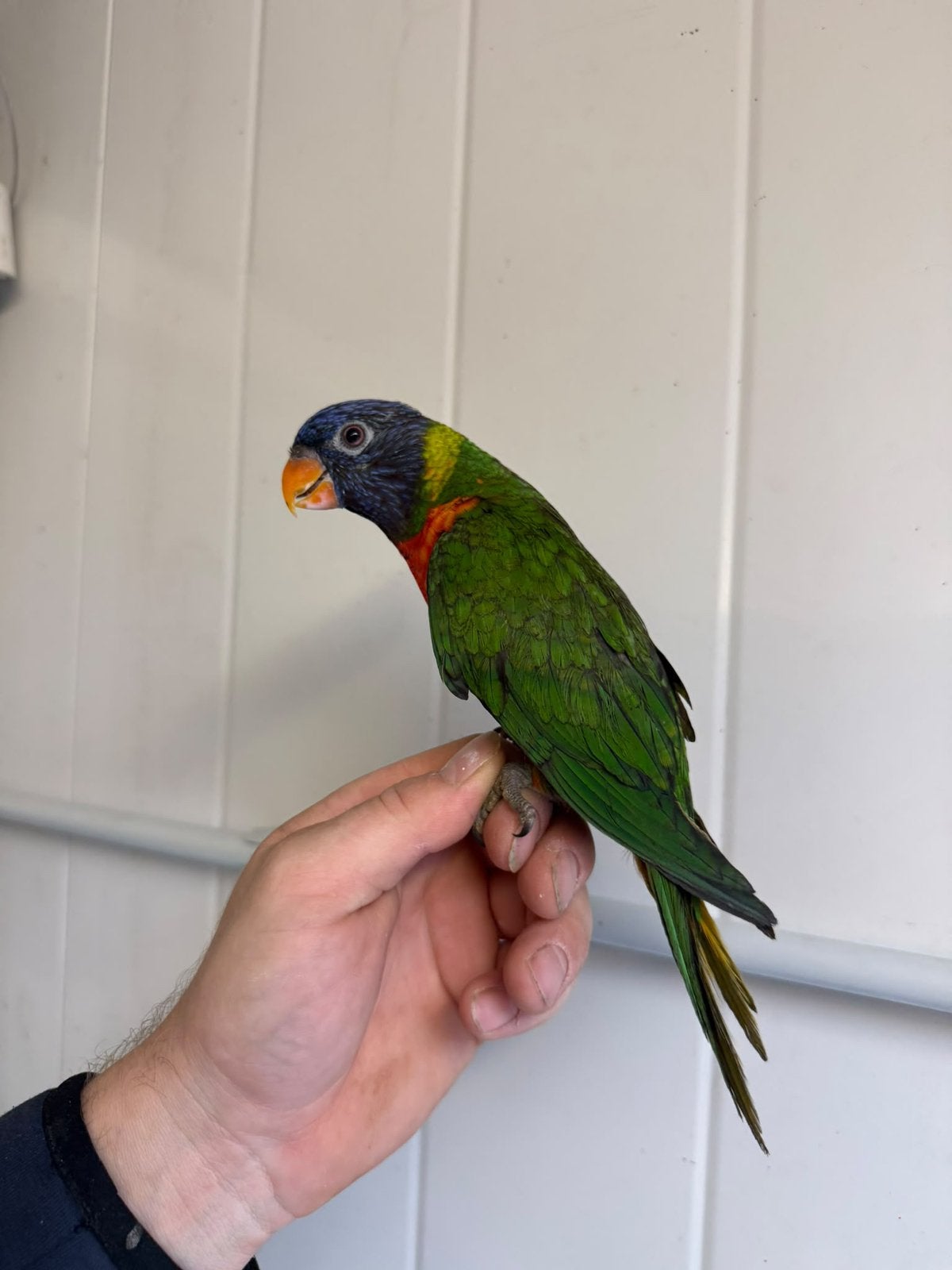 Handtamme lori van de blauwe bergen, Dieren en Toebehoren, Geslacht onbekend, Papegaai, Tam