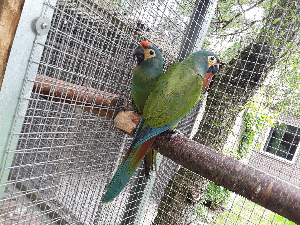 kweekkoppel ara maracana, Sexe inconnu, Perroquet, Bagué