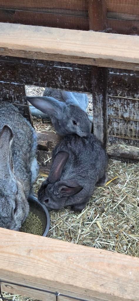 Vlaamse reuzen, Mâle, Grand, 0 à 2 ans