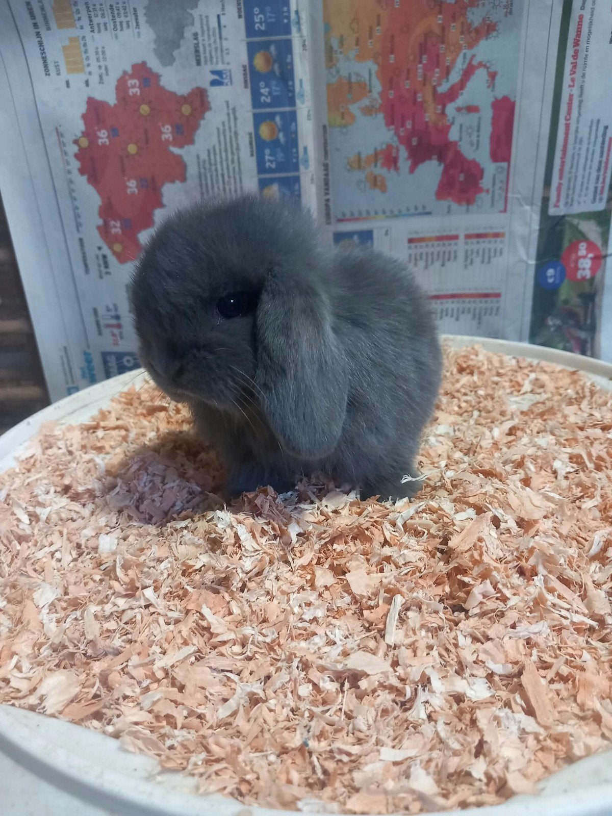 Prachtig blauw minilop voedstertje ️, Dieren en Toebehoren, Vrouwelijk, Klein, Hangoor, 0 tot 2 jaar