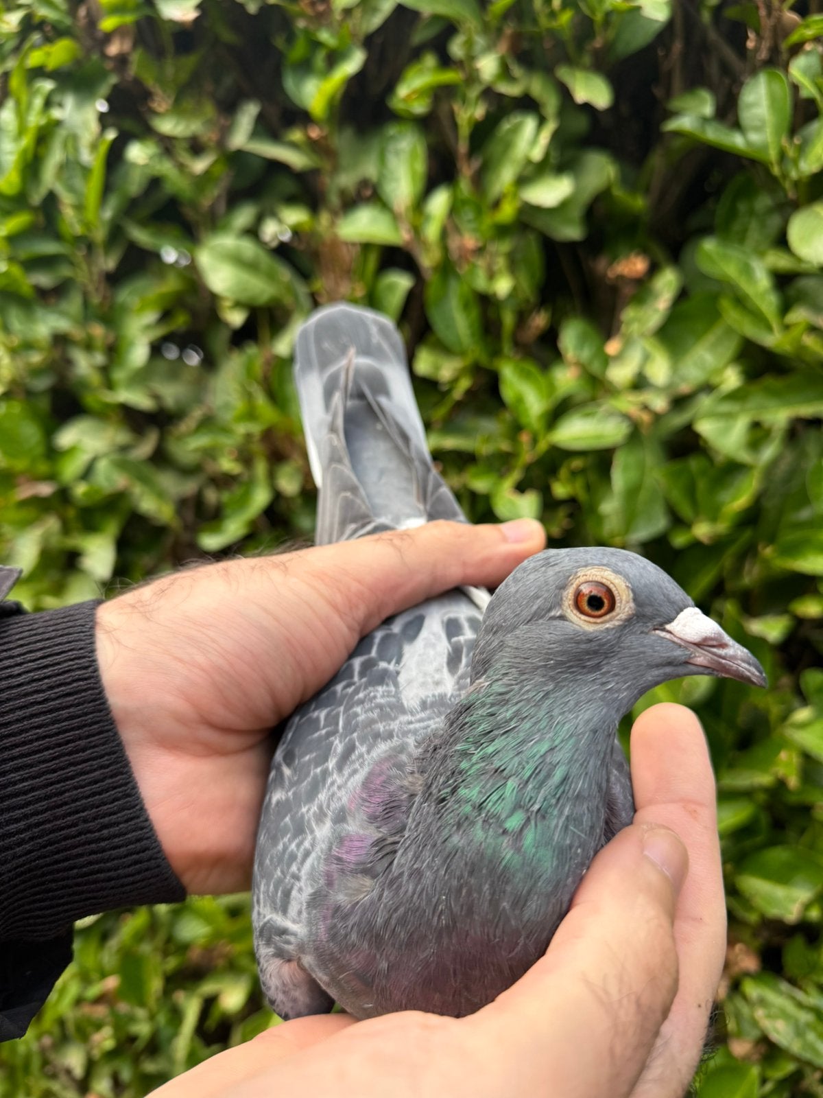 Postduif, Animaux & Accessoires, Pigeon voyageur
