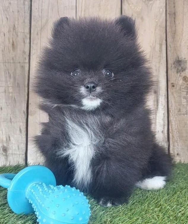 Chiot de Poméranie/Chiot pygmée/petit loulou /Chiot à p, Loulou, Chien (mâle), Belgique, Plusieurs