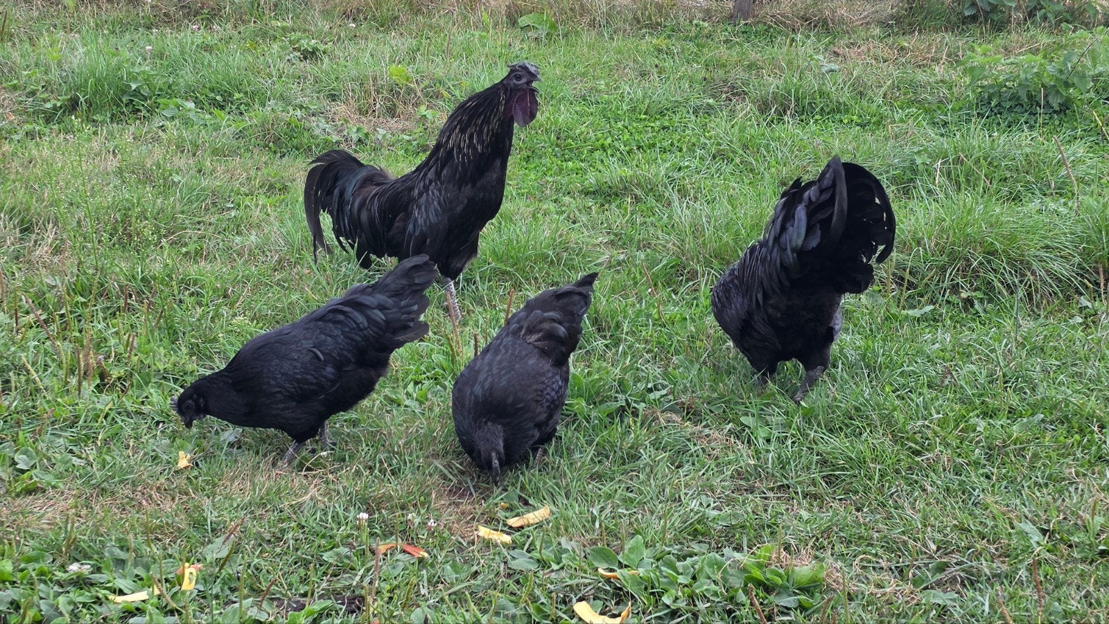 2 x koppel Ayam Cemani, Animaux & Accessoires, Volatiles