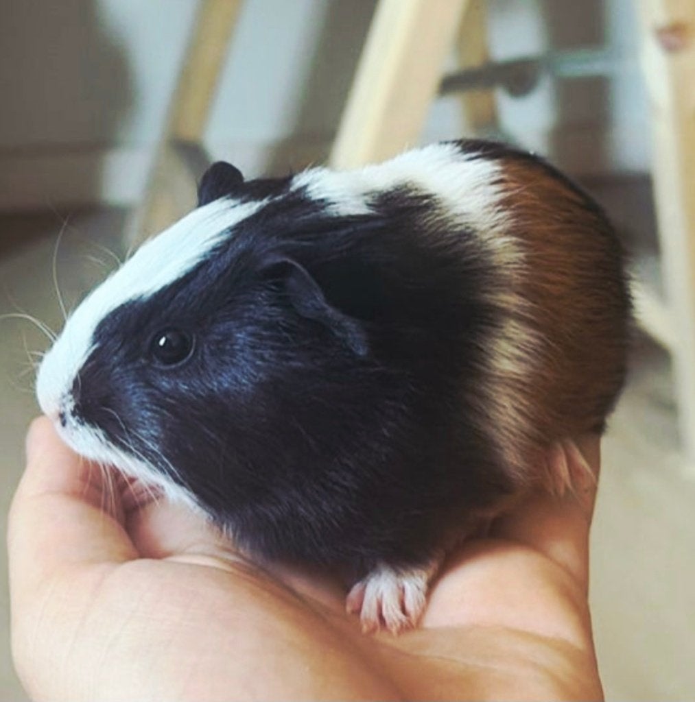 Cavia zeugjes, Août, Femelle, Cobaye