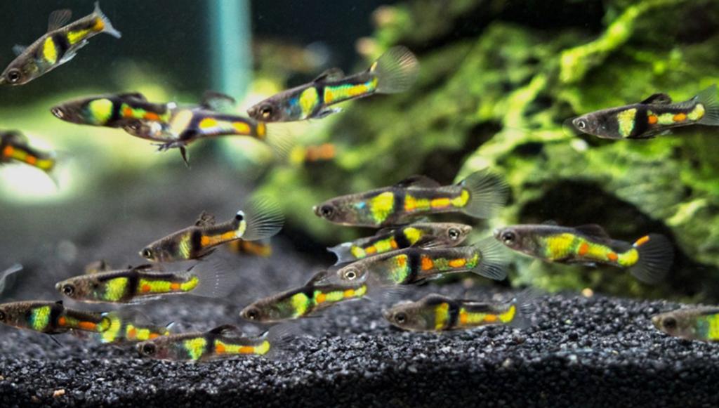 Endler guppy " El tigre ", Dieren en Toebehoren, Vissen | Aquariumvissen