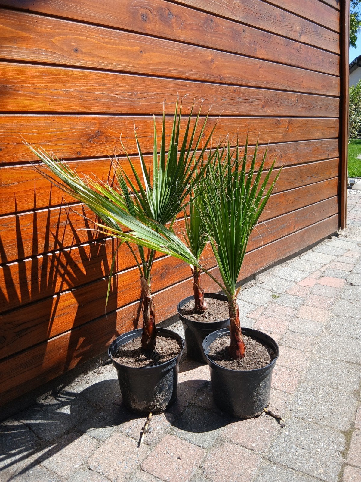 Washingtonia robusta, Jardin & Terrasse, Plantes | Arbres, Enlèvement
