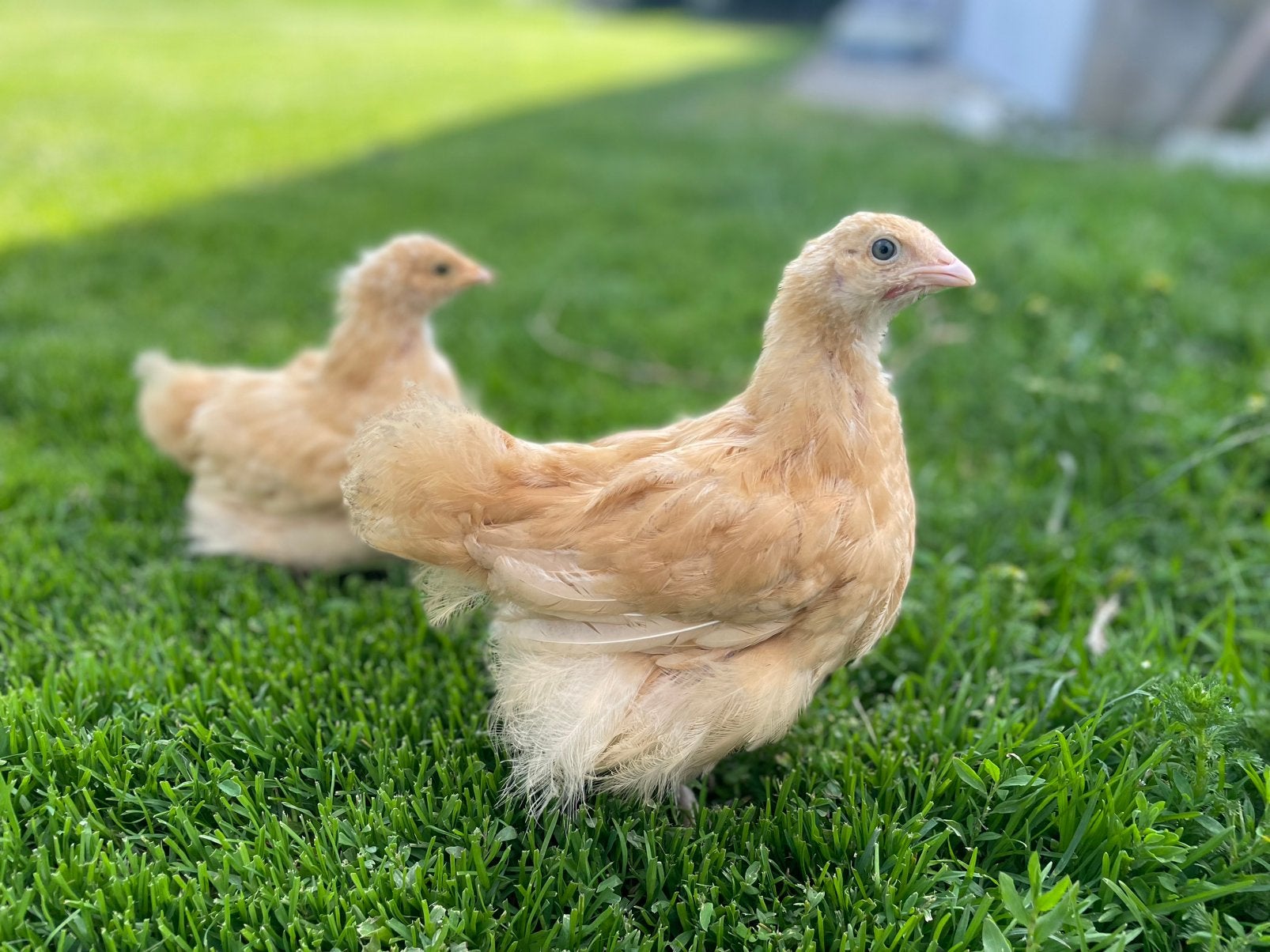 Orpington kuikens, Dieren en Toebehoren