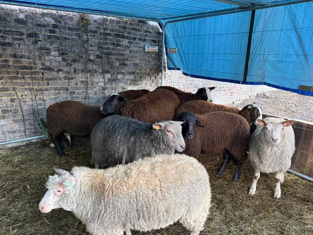 Agneaux a vendre, Animaux & Accessoires, Moutons, Chèvres & Cochons