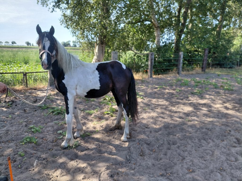 Mooie makke 1 jarige barock pinto merrie, Animaux & Accessoires, Poneys, Jument, Avec pedigree, 0 à 2 ans