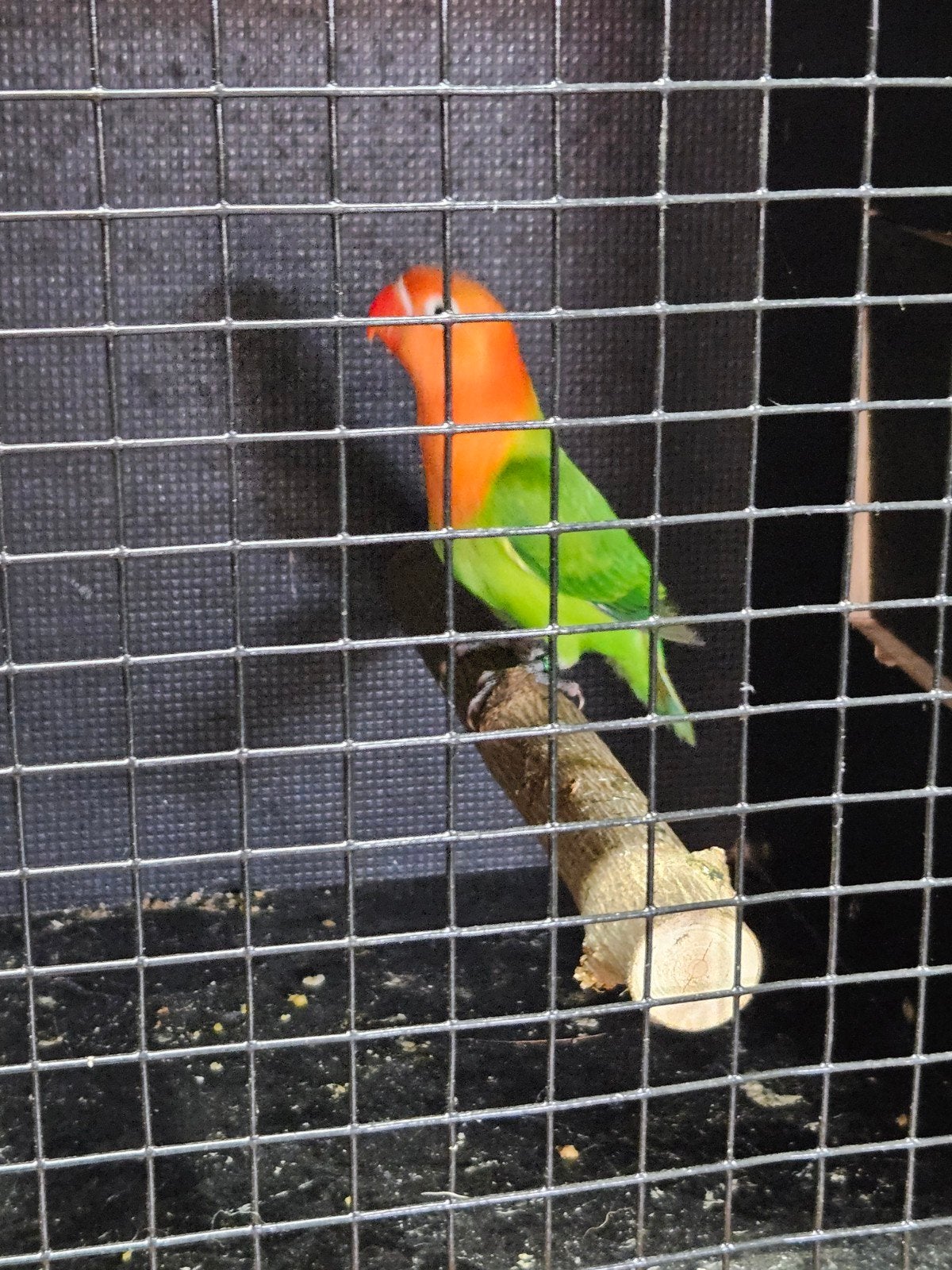 agapornis fischeri, Dieren en Toebehoren, Geslacht onbekend, Dwergpapegaai of Agapornis, Geringd