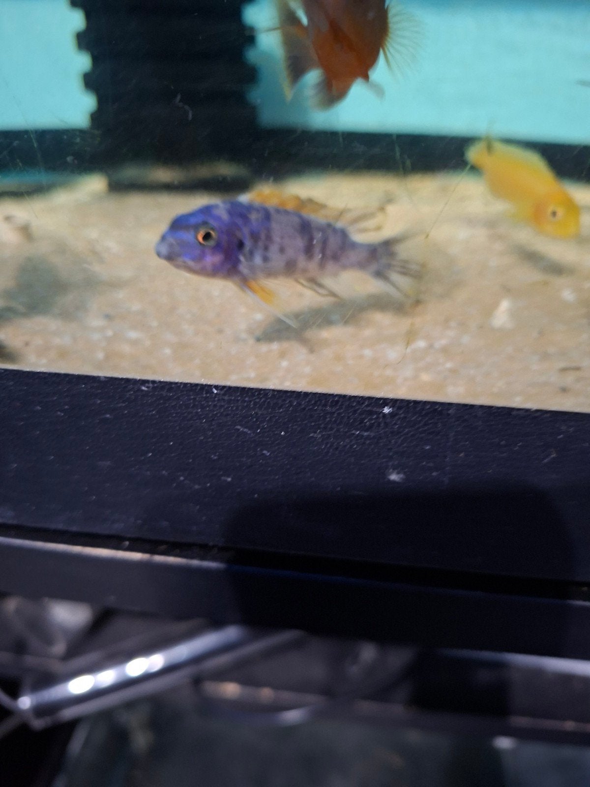cichlides malawi couple labeo trevawasae tumbi w, Animaux & Accessoires