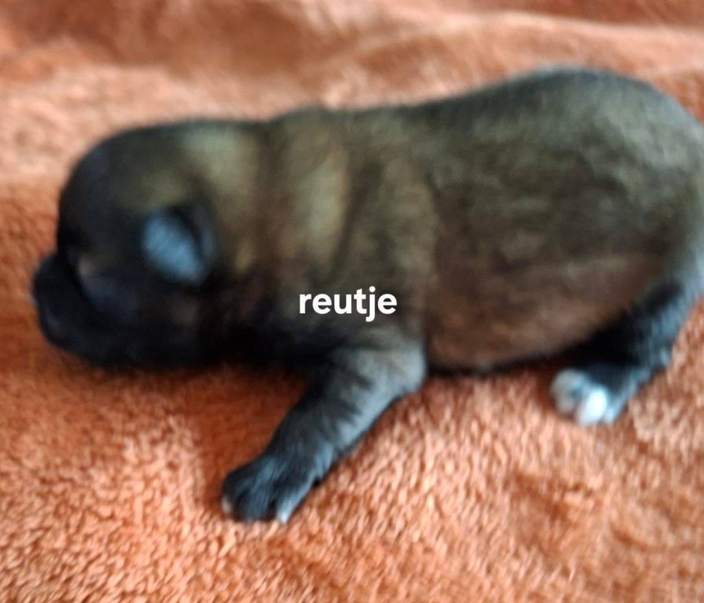 Puppy kleinkees, Dieren en Toebehoren, Parvo, België, Particulier, 8 tot 15 weken